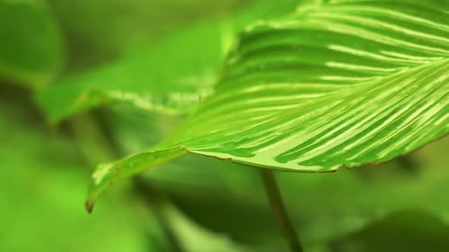Regentropfen auf Green Leaf 02