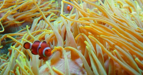 Large Group of Clownfish Swim in Anemones on Coral Reef