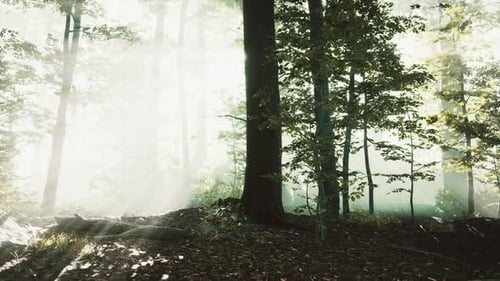 Sun Rising in a Forest with Fog