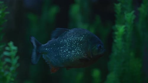 Fische schwimmen im Wasser