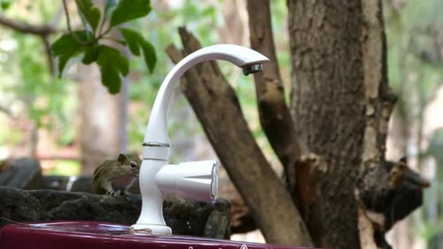 Streifenhörnchen springt von einem Baum zu einer Wasserlasche, um Wasser zu trinken