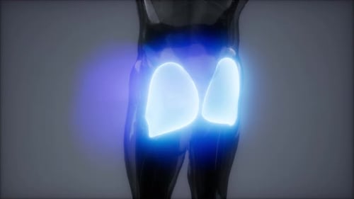 Animated Human Gluteus Muscles Anatomical 3D Model