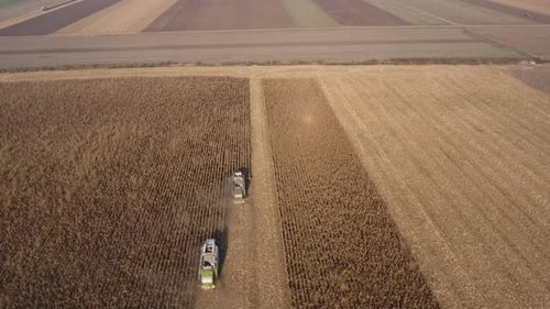 Maisernte und Felder Landschaft