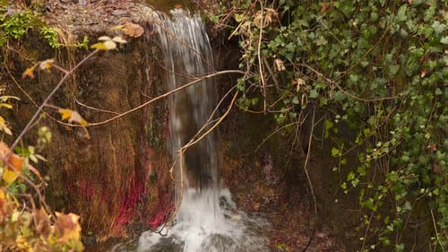 Stream In the Woods