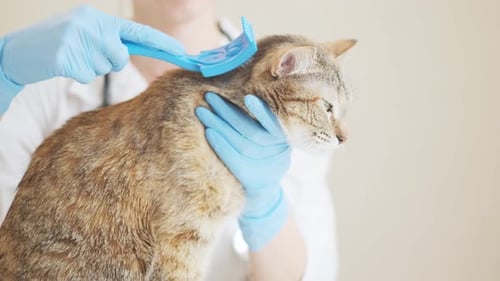 Vet Grooming Brown Tabby Cat with Brush