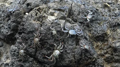 Silver Rare Crabs in their Natural Habitat in the Caribbean
