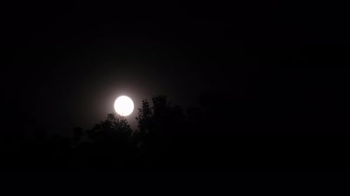 Moon Through The Trees at Night