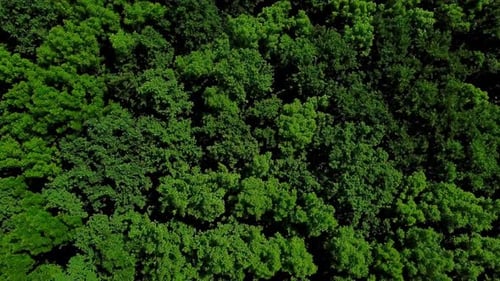 Drone's Eye View - Aerial Top View of Summer Green Trees in Forest Background, Caucasus, Russia