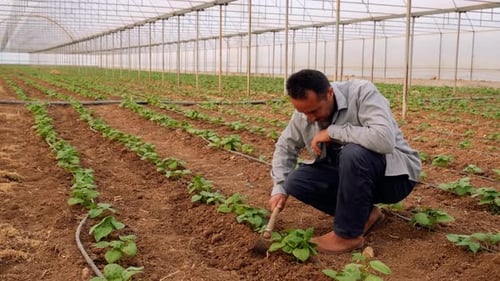 Farmer in Bean Field