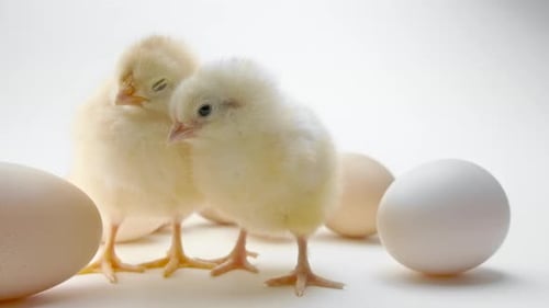 Two Adorable Baby Chicks Amongst Eggs