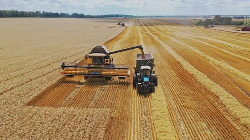 Récolte du champ de céréales, saison des récoltes Combinez la moissonneuse en action sur le terrain. Vue aérienne