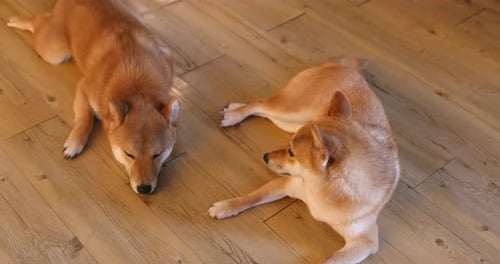 Two Shiba Inu Dogs Relaxing on Wooden Floor