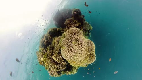 The Underwater World of a Coral Reef