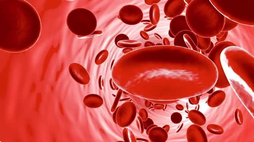 Red Blood Cells Flowing Through Artery or Vein Animation