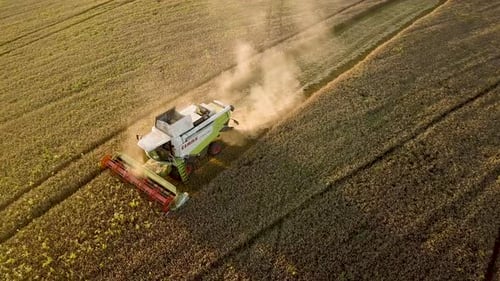 Aerial view of combine harvester harvesting large golden ripe wheat field.