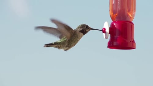 Hummingbird Feeding Slow Motion