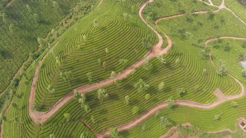 Vue aérienne des plantations de thé par Drone dans les environs de la ville de Munnar