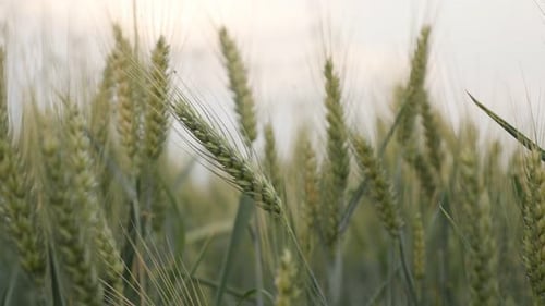 Common wheat Triticum aestivum before harvest 4K footage