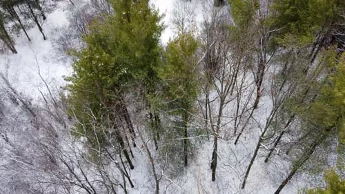 Gemischter Kiefernwald in weißer Schnee-Winterluftaufnahme