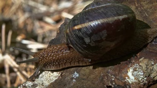 Große Schnecke in Muschel kriecht im Wald