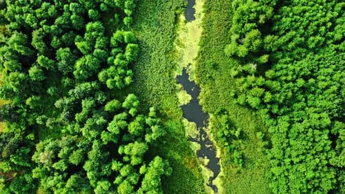 Stunning river and green algae in summer.