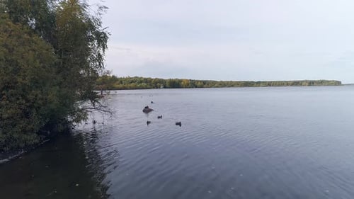 Ducks in the lake 10