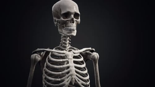 Full Human Skeleton Standing