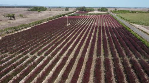Plantation Of Conebush Shrub Plants Under The Sunlight In Portugal. wide aerial