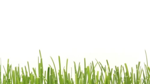 Grass Growing Fast Close