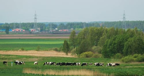 Herd Of Cows Graze In Rural Meadow