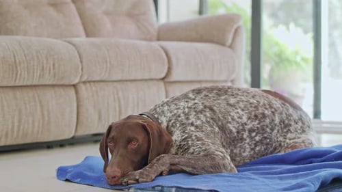 Spotted Dog Resting Comfortably on Blanket Indoors