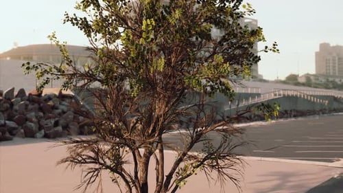 Empty Beach Car Park Spaces Covered in Asphalt