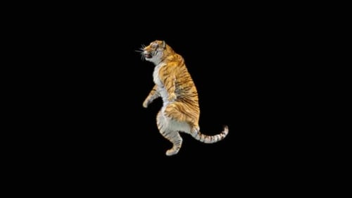 Tiger-Tanz HD