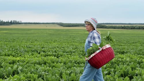 Woman Walking Through Crop Field With Basket