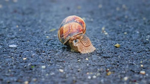 Snail (2.7K)