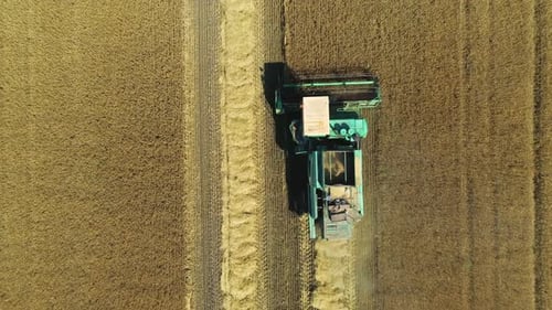 Aerial Drone Footage. Top View Combine Harvester Gathers the Wheat. Harvesting Grain Field