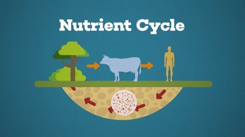 Animated Flat Design Nutrient Cycle Explainer