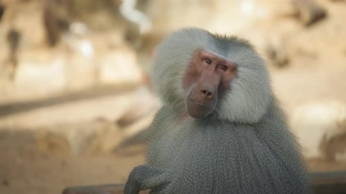 Baboon scratching its back
