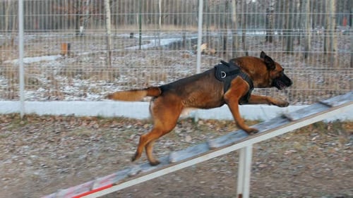 A Trained German Shepherd Dog Walking Up on the Stand and Down
