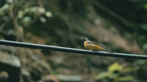 Yellow Bird Perched on Wire Holding Insects