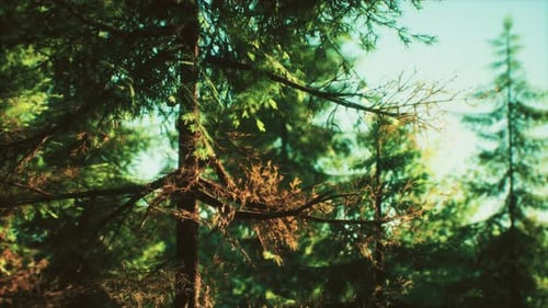 Green Cone Trees in Bright Sun Light