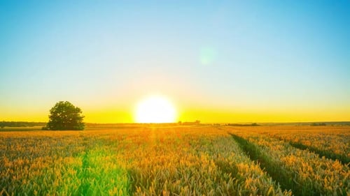 Wheat field and sunset, time-lapse