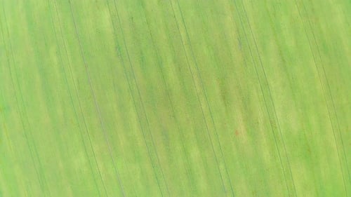 Aerial Footage of a Green Wheat Field on a Spring Day