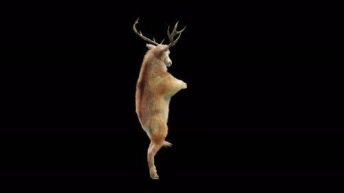 Animated 3D Deer Dancing Loop