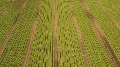 Field with Rows of Salad
