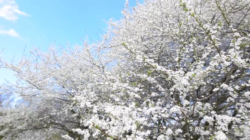 Flowers & Spring