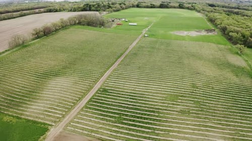 Apple Plantation of a Large Fruit Farm