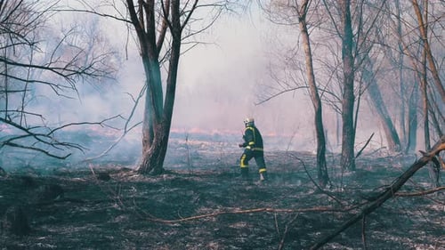Firefighter Runs Through Burning Forest. Burnt Trees, Charred Trees. Slow Motion