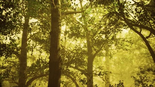 Summer Fog in the Forest