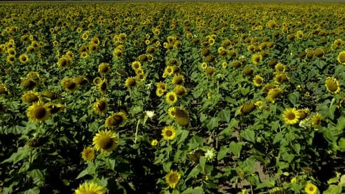 Flight over yellow flowering sunflowers at a windy day low over the blossoms by drone as cinematic f